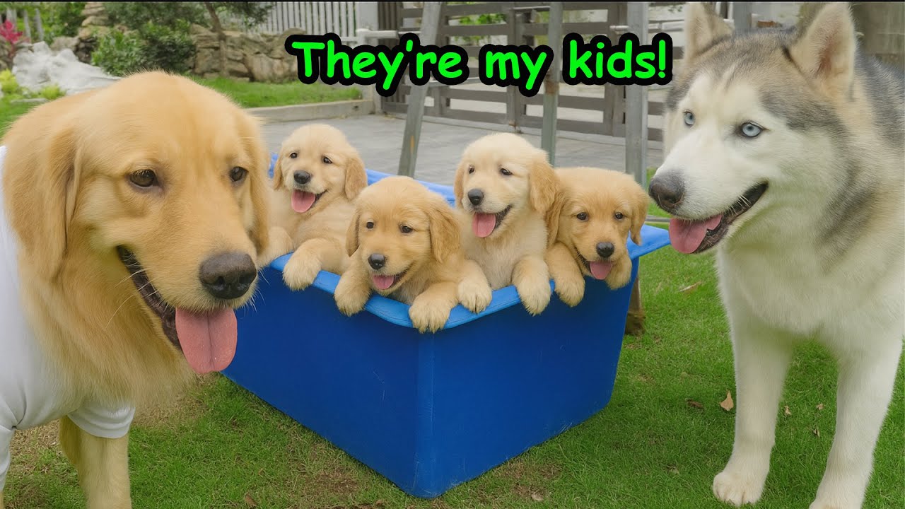 My Husky Really Thinks These 8 Golden Retriever Puppies Are His Own Kids!