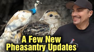 A few new pheasantry updates!