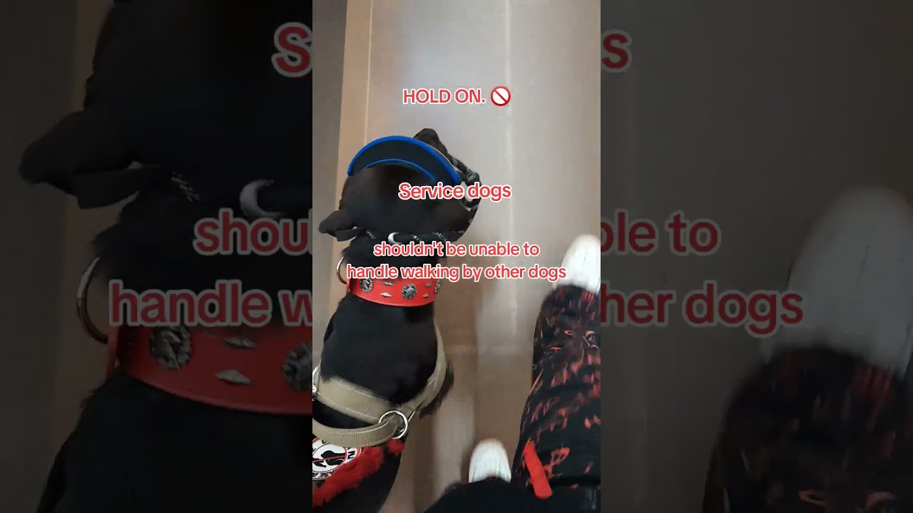 Are the pets really the entire issue? 🤔 