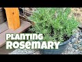 How to plant rosemary in a pot