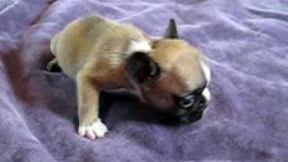 Big Red - Puppy From Curlys French Bulldogs