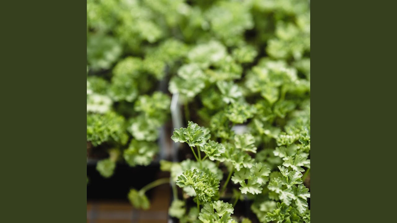 Smooth Sound to Quick Relax