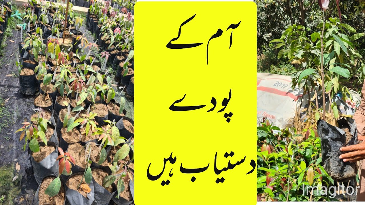 Mango Varities Show at..... D H A Multan