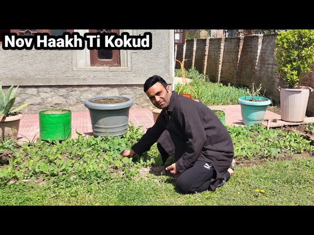 Nov Haakh Ti Kokud | Kashmiri New Haakh Collard Greens & Chicken Recipe class=