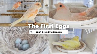 The Canary Breeding Season Has Started