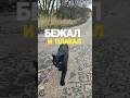 🐱💬Три месяца скитаний: уличный кот узнал звук нашей машины и примчался со слезами на глазах!#shorts