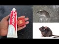 MAGIC COLGATE AND TOMATO | Kill RATS Within 10 minutes || Home Remedy | Mr. Maker