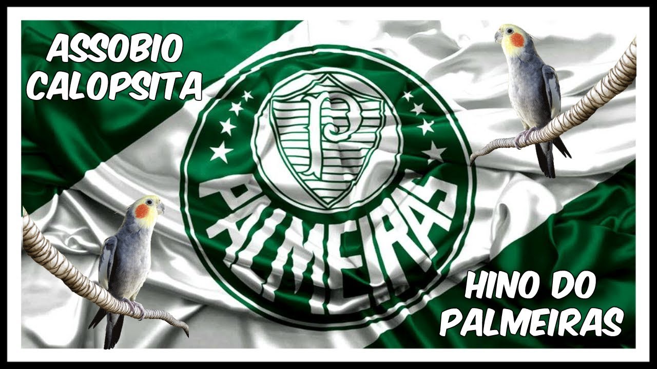 Calopsita Cantando Hino Do Flamengo Mp3 Assobio Calopsita Hino Do Palmeira Youtube