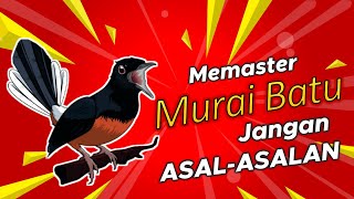 Penting !!! Cara Memaster Murai Batu Yang Benar Biar Cepat Masuk dan Gacor JUARA | KICAU Q