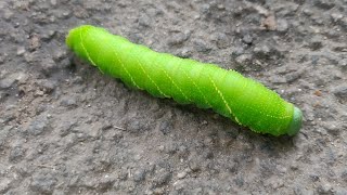 Angel shades caterpillar