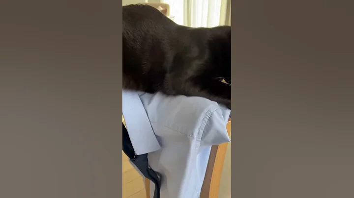 Didn’t bring my cat to work, but her fur clocked in anyway 🐱🧥 #funnyvideo #funnypets #funnyanimals