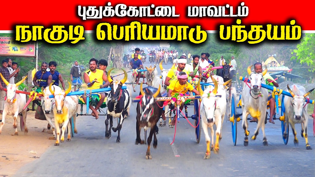 புதுக்கோட்டை(மா)நாகுடி பெரியமாடு பந்தயம் 28.02.2026
