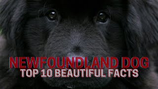 The Newfoundland Dog   | Top 10 beautiful facts