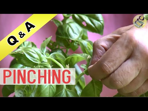 वीडियो: किस पौधे को पिंचिंग की जरूरत है?