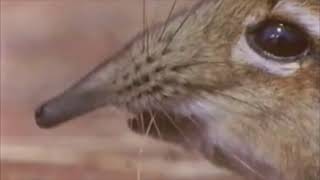 @JimmyHereOfficial ylyl take a closer look at that snout