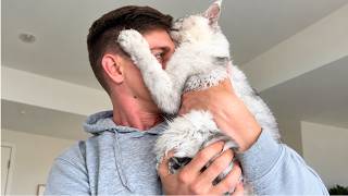 He Wanted a Dog, She Wanted a Cat… Then a Maine Coon Kitten Changed Everything