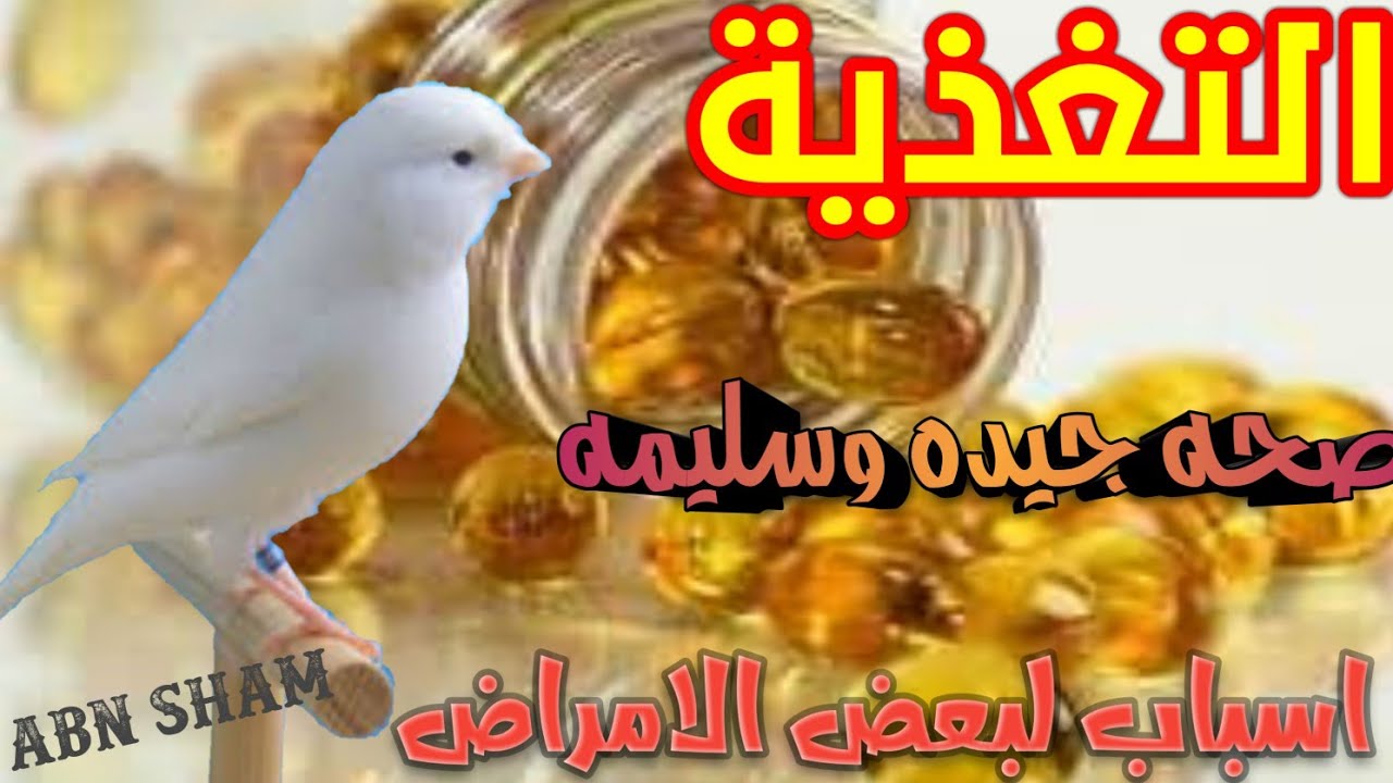 التغذية عند الكناري افضل خلطة بذور تستخدم لجميع المواسم معلومات مهمة لموسم التجهيز والتزاوج