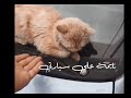 شاهد كيف استيقظت قطة نايمة على سيارة شاب أردني - بالقشاطة هههه