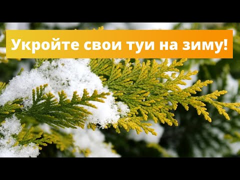 НЕ ЗАБУДЬТЕ УКРЫТЬ ТУИ НА ЗИМУ | Укрытие зимостойкой туи