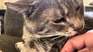 He Wantsa Go Tsæpies