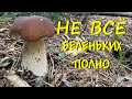 БЕЛЫЕ ГРИБЫ. НУ ВОТ И НАСТОЯЩИЙ СБОР. ЧАСТЬ 2.