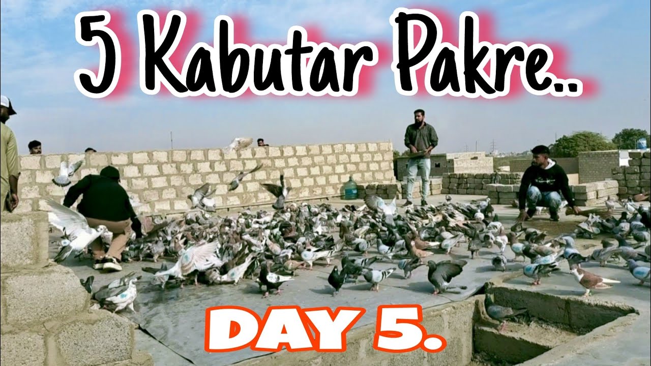 Haji Sahab vs Najo Bhai – Day 5 Ka Mazedaar Shouq | Aaj 5 Kabutar 🕊️🔥”