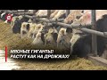 Необычные быки! | Где в Беларуси выращивают мраморную говядину?