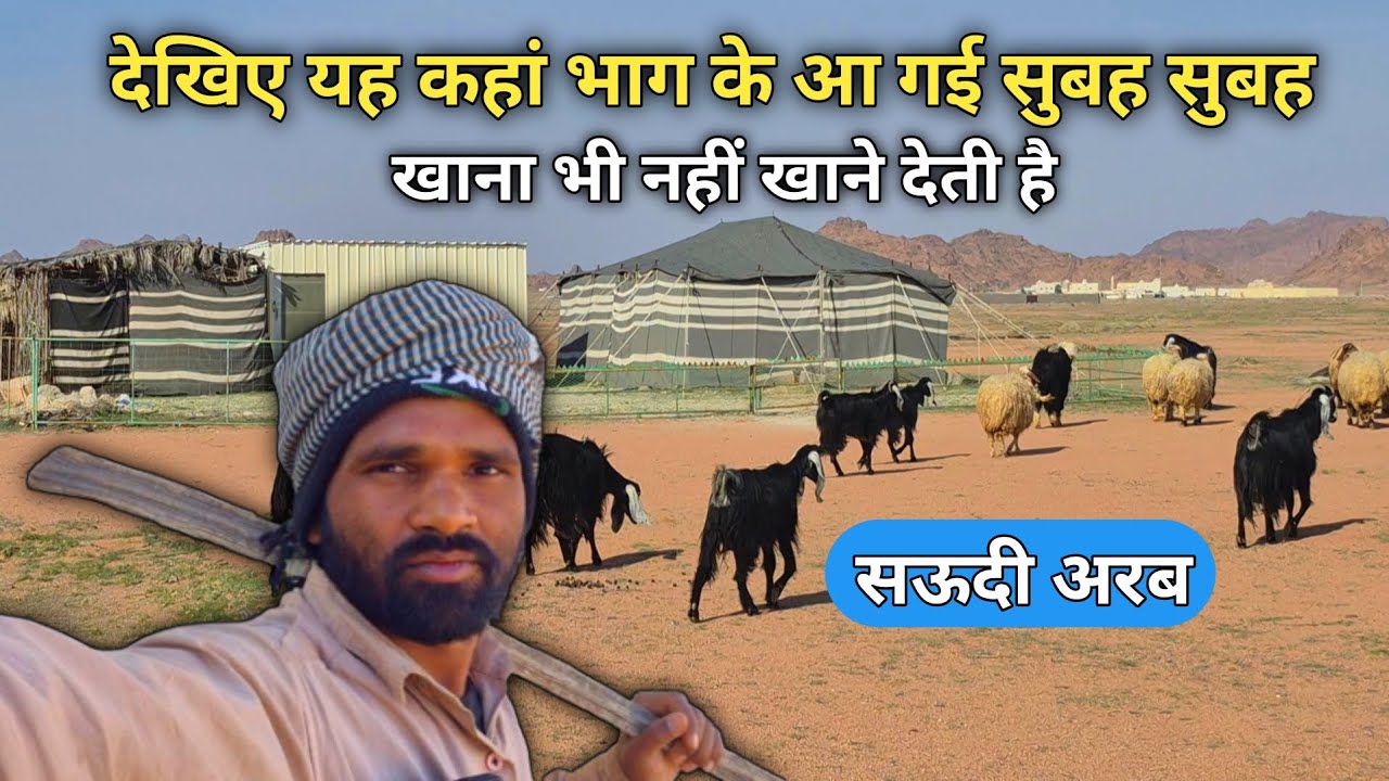 Aaj to bakariya bahut dhur aa gai saudi arabia me | chandan good enfo |