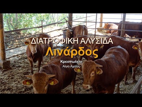 Βίντεο: Φτέρη - κοινή μπράκεν