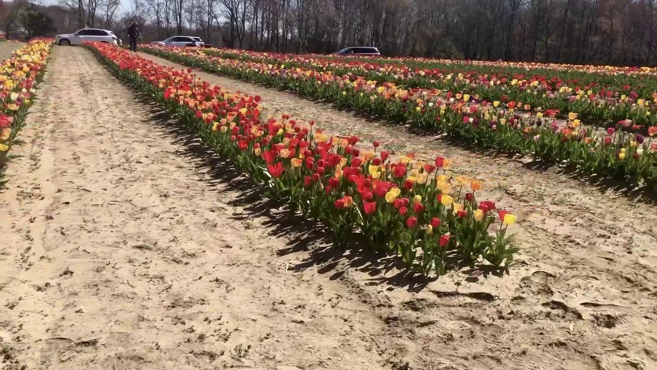 Dalton Farms tulips, April 2020. YouTube