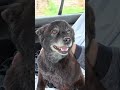 Pari se vozi u Golfu 4 , 1.9 SDI (kao kraljica...) #doglife #queen #driving
