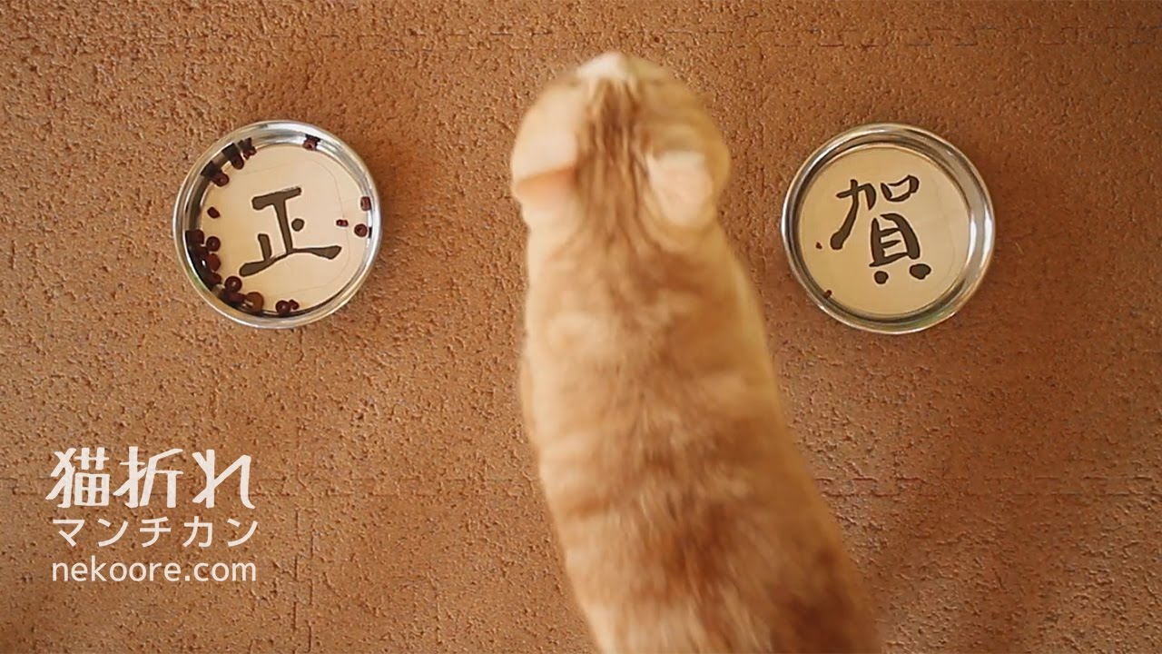 タイムラプス 赤ちゃん 賀正～食べながらですが失礼して菊之助、力丸より新年のご挨拶-Gasyou Happy New Year !