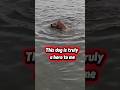 Brave Dog SAVES Cat from Flood