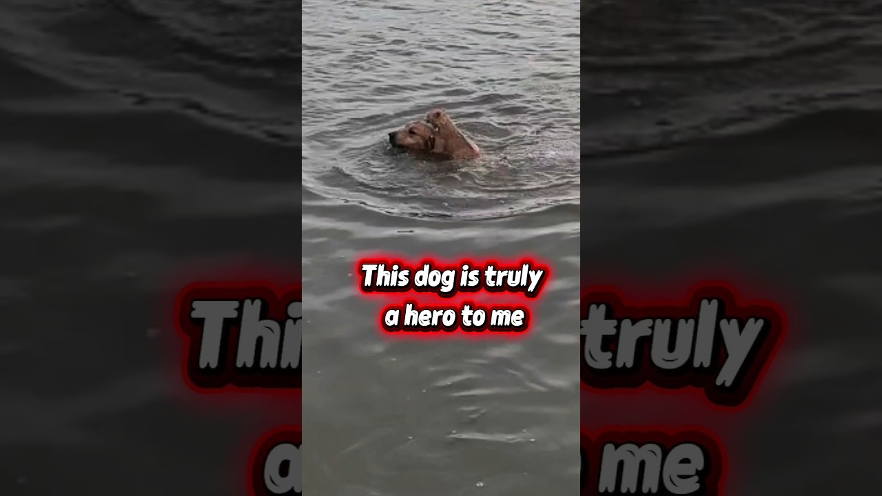 Brave Dog SAVES Cat from Flood