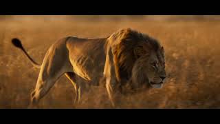 🦁 Lion at Golden Hour | Wildlife AI Short (Seedance 2.0)