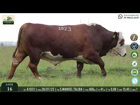 LOTE 16 - A1023 | APURO DA PITANGUEIRA