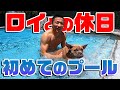 愛犬ロイをプールに入れて泳がせてみたら...【ピットブル】