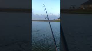 Sight Casting a POD of Tailing REDFISH!! #shorts #fishing #fishingvideo