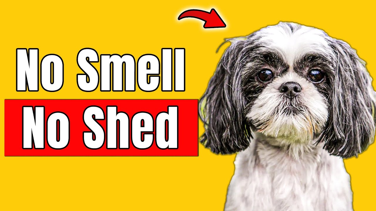Top 10 Dog Breeds That Don't Shed or Smell