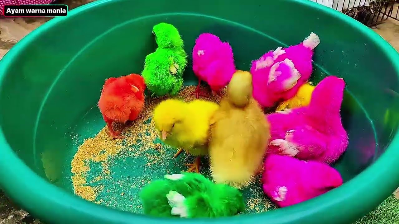 Ayam warna warni, Ayam Pelangi, Kelinci, Bebek, Sapi, dan Hewan Lucu Lainnya