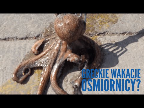 Horta i ośmiornica.