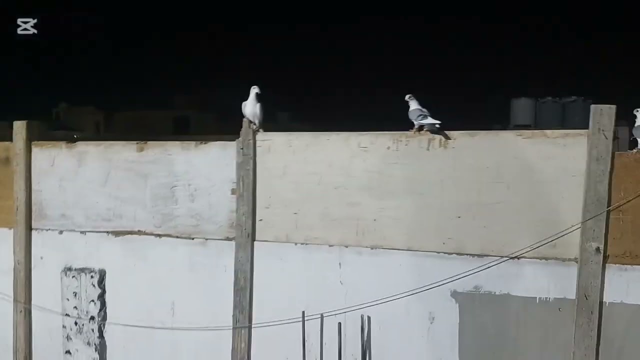 كشينا الحمام ليل وطلعنا الفراخ