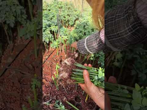 MAWAR BODAS - AZMY Z (Official Music Video)