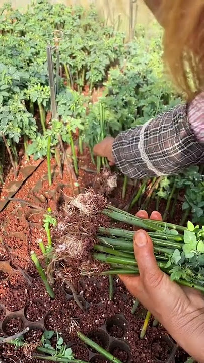 Budidaya mawar #kebunrumah #satisfying