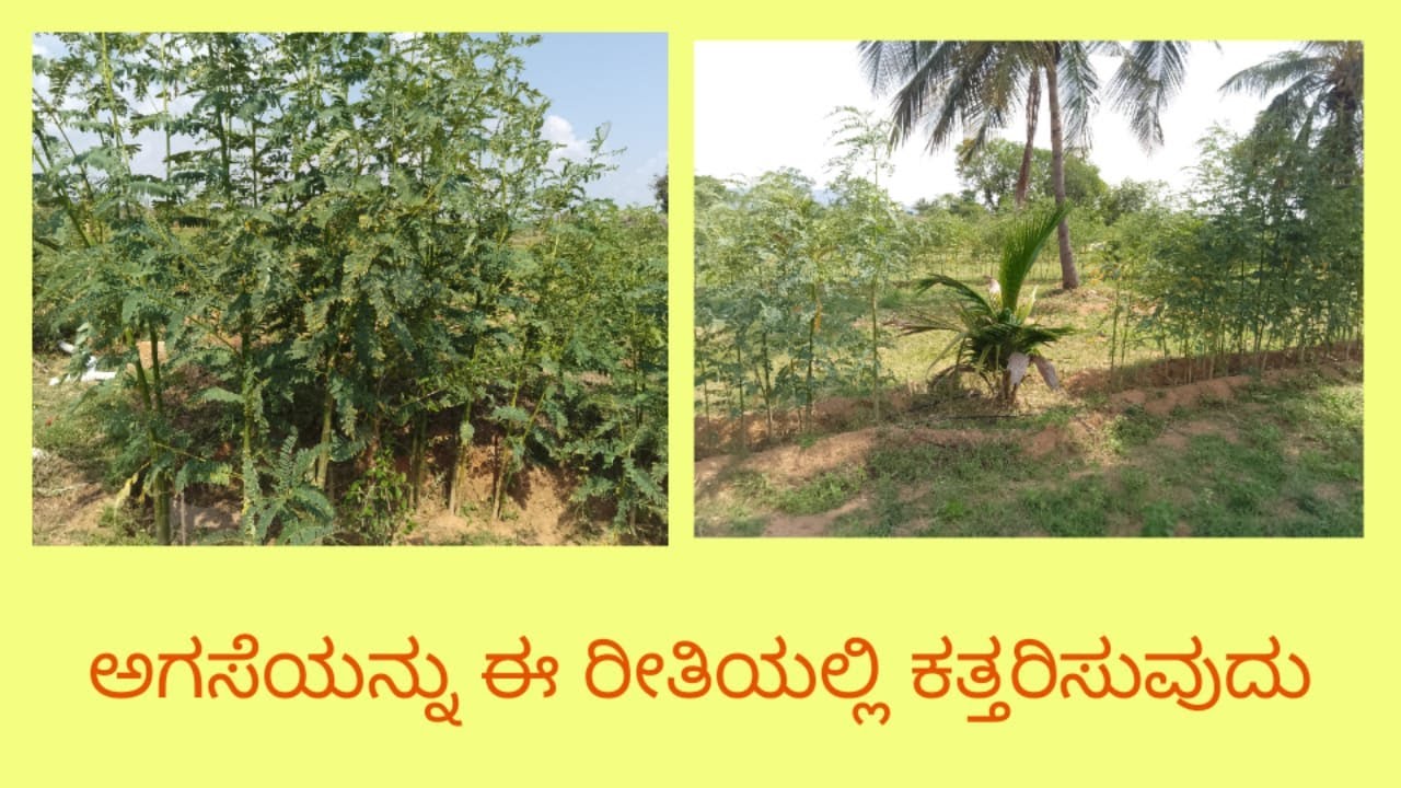 ಅಗಸೆ ಬೆಳೆಯುವುದು ಹೇಗೆ ಮತ್ತು ಕತ್ತರಿಸುವುದು ಹೇಗೆ