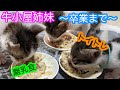 【保護猫】牛小屋姉妹最終章〜卒業まで〜