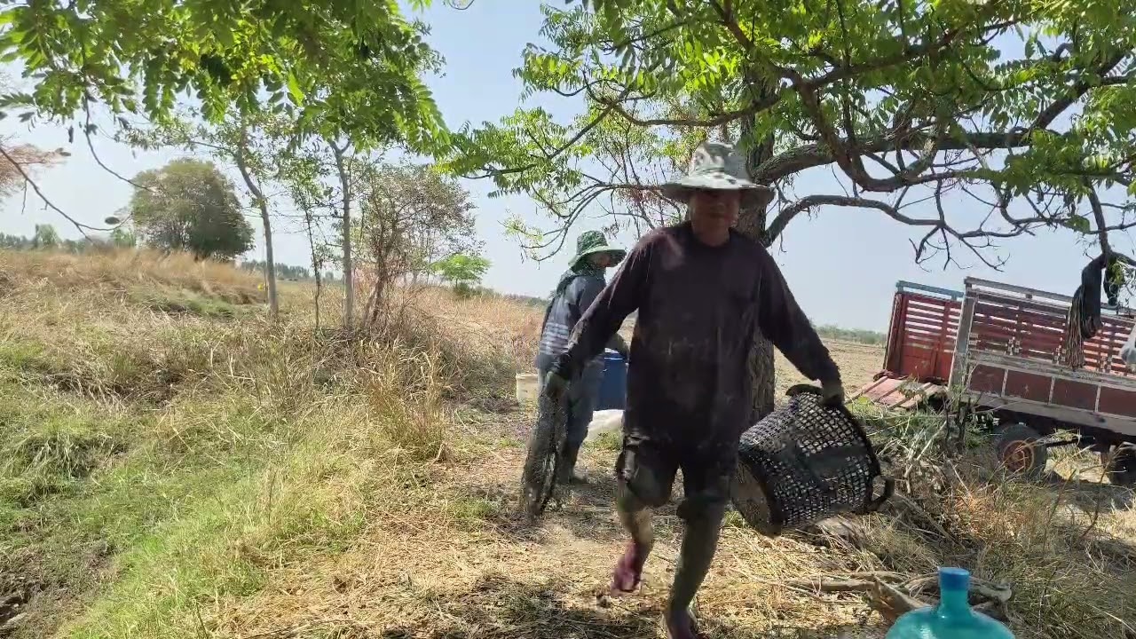 #Ep241  มาต่อ คลิป5  บ้านนาพามาลงบ่จับปลาช่อนกันกินข้าวเตรียมอุปกรณ์ ลงบ่กันเลย มารอลุ้น👉🥰🥰