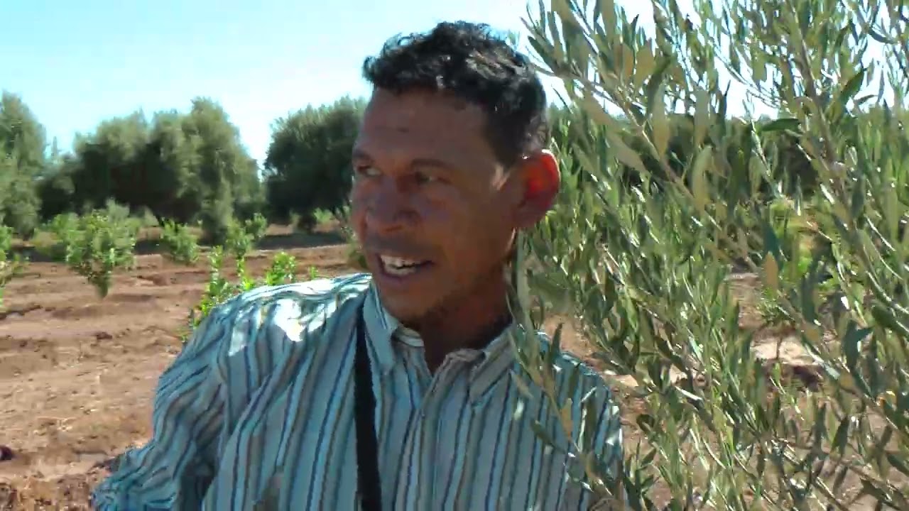 أشجار بيشولين مغربي من لفقيه بن صالح