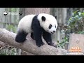 Broadcast: Pandas In Early Summer - Pure Joy, Pure Wonder | iPanda