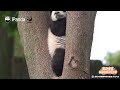 Broadcast: Pandas In Early Summer - Pure Joy, Pure Wonder | iPanda
